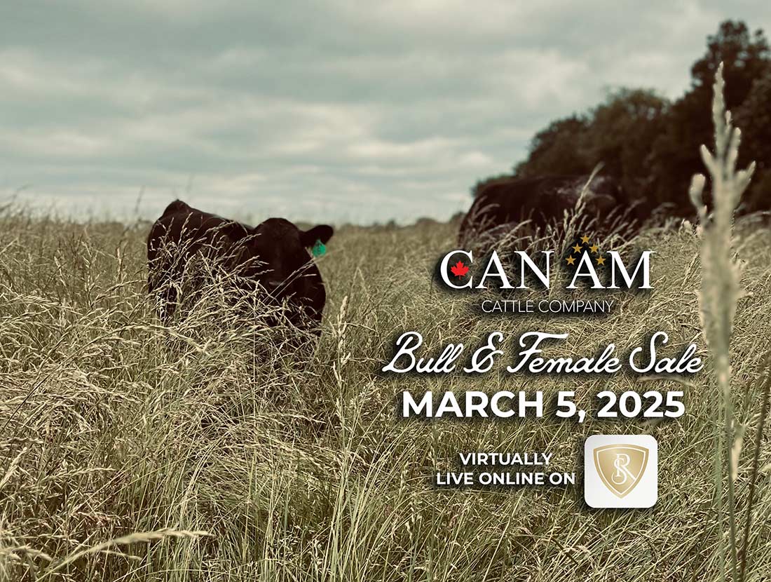 CAN AM Cattle Company Online Bull Sale Ad