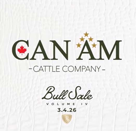 CAN AM Cattle Company Online Bull Sale Ad